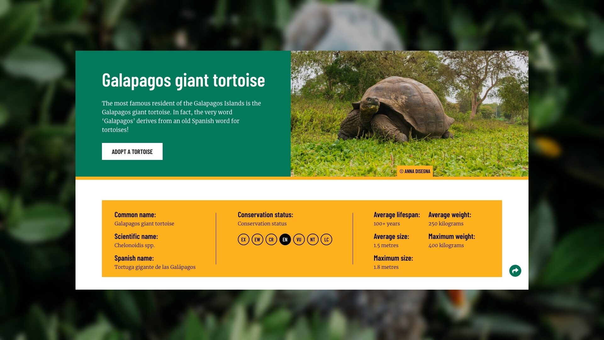 Image for A Galapagos giant tortoise is featured in the image showing the species page design