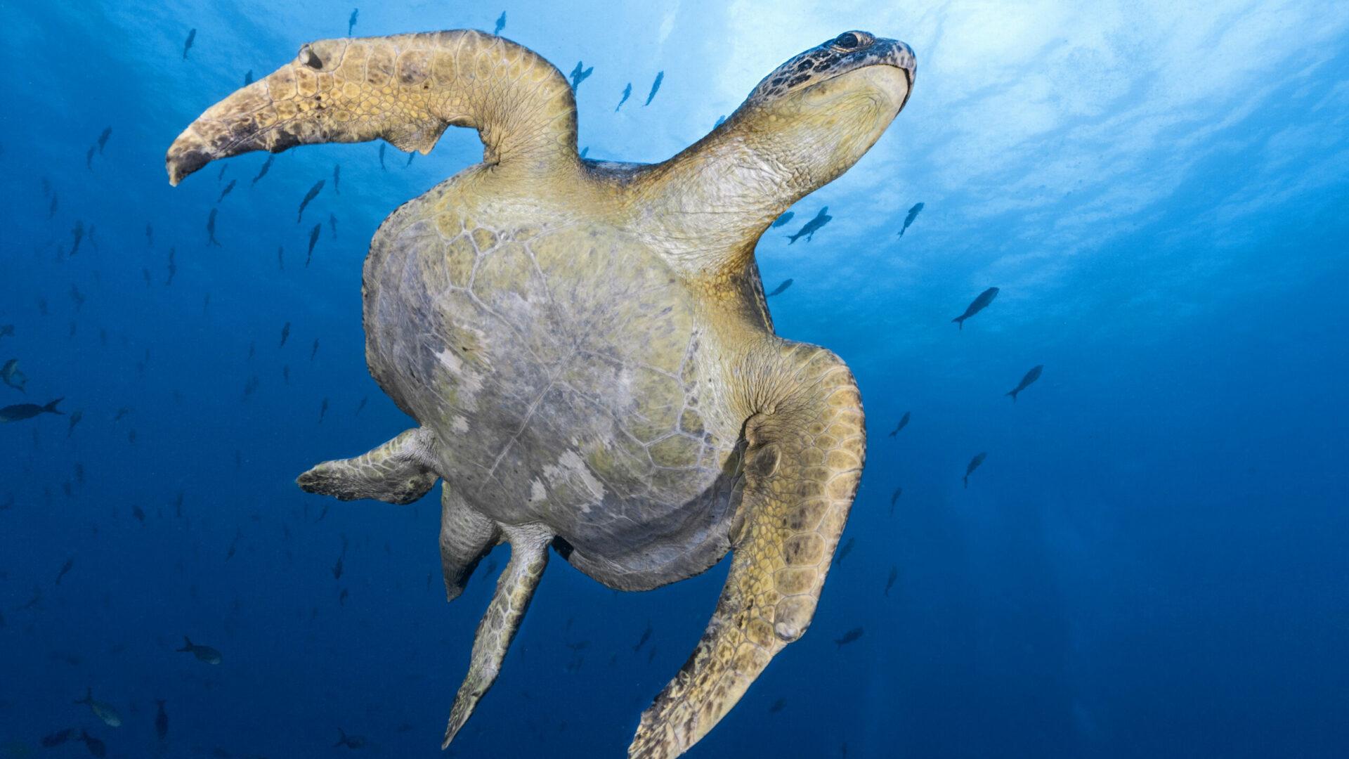 Image for The sea turtle swims underwater.